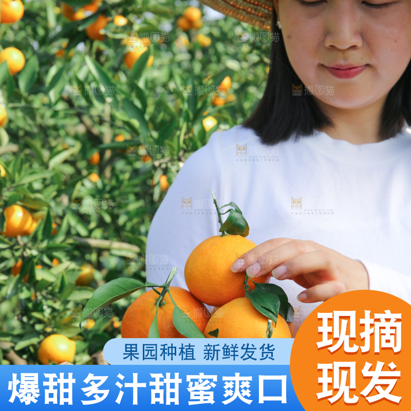 爱媛果冻橙