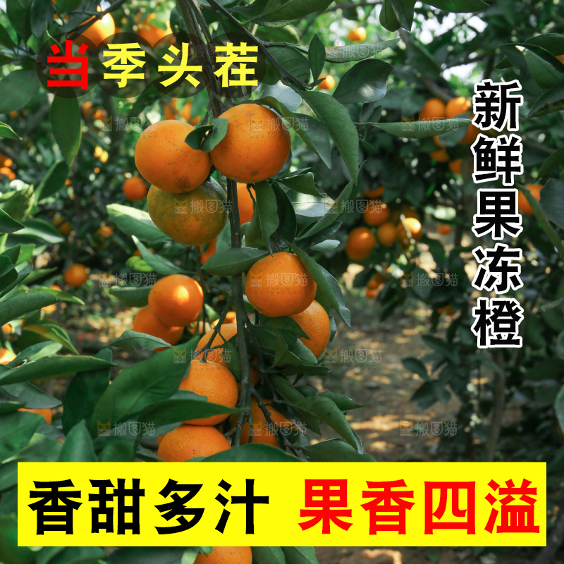 爱媛果冻橙