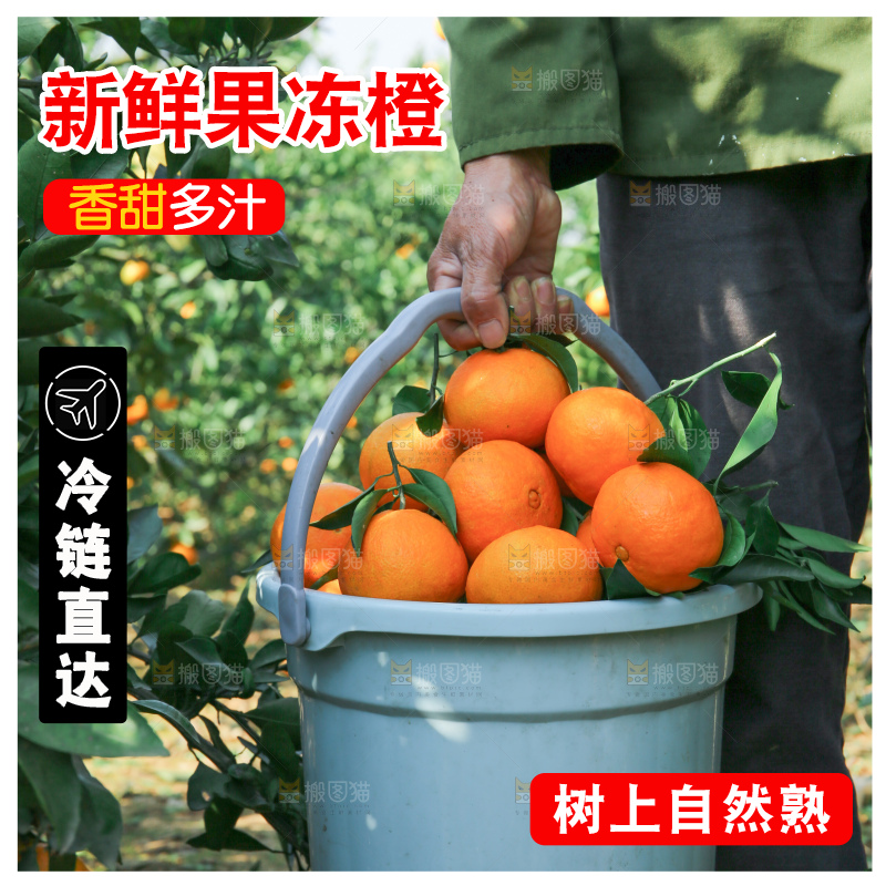 爱媛果冻橙