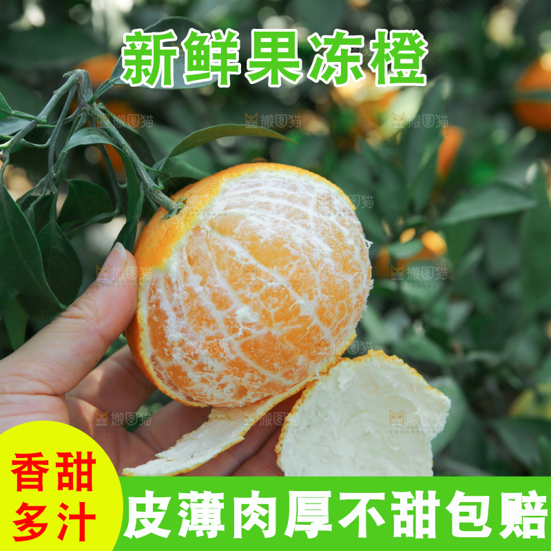 爱媛果冻橙