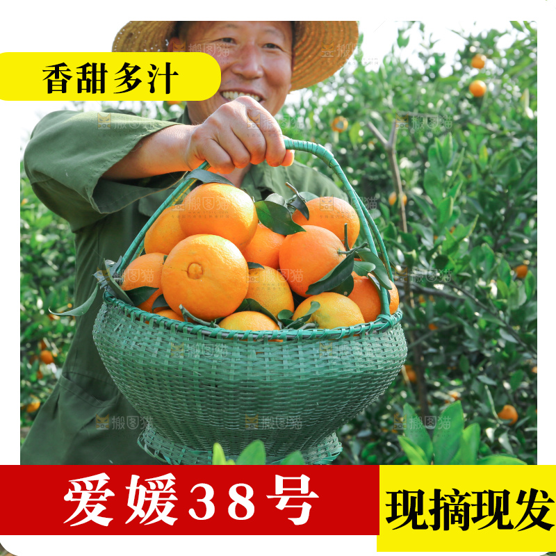 爱媛果冻橙