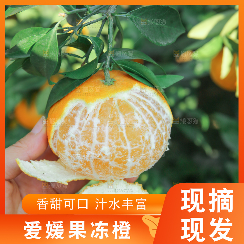 爱媛果冻橙