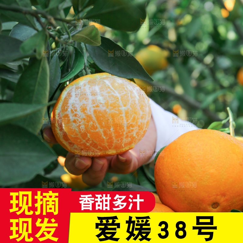 爱媛果冻橙