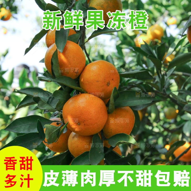 爱媛果冻橙