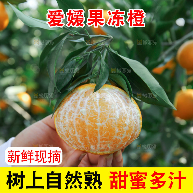 爱媛果冻橙