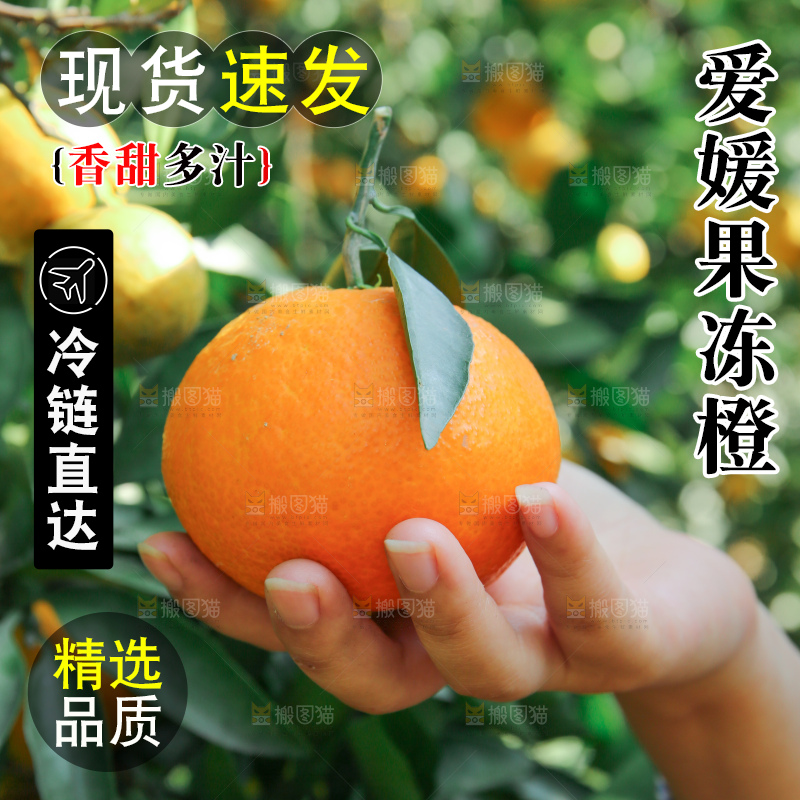 爱媛果冻橙