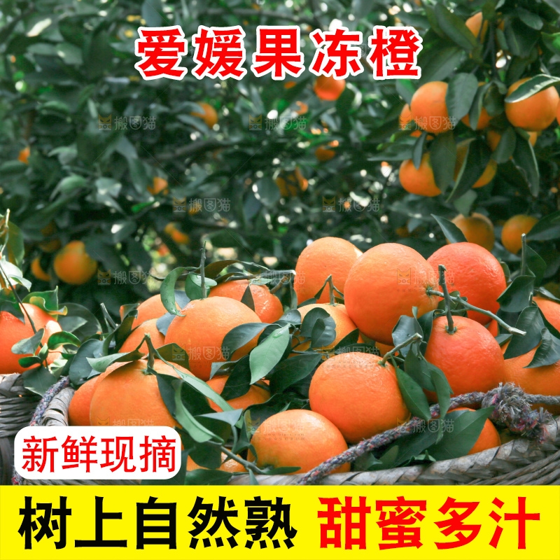 爱媛果冻橙