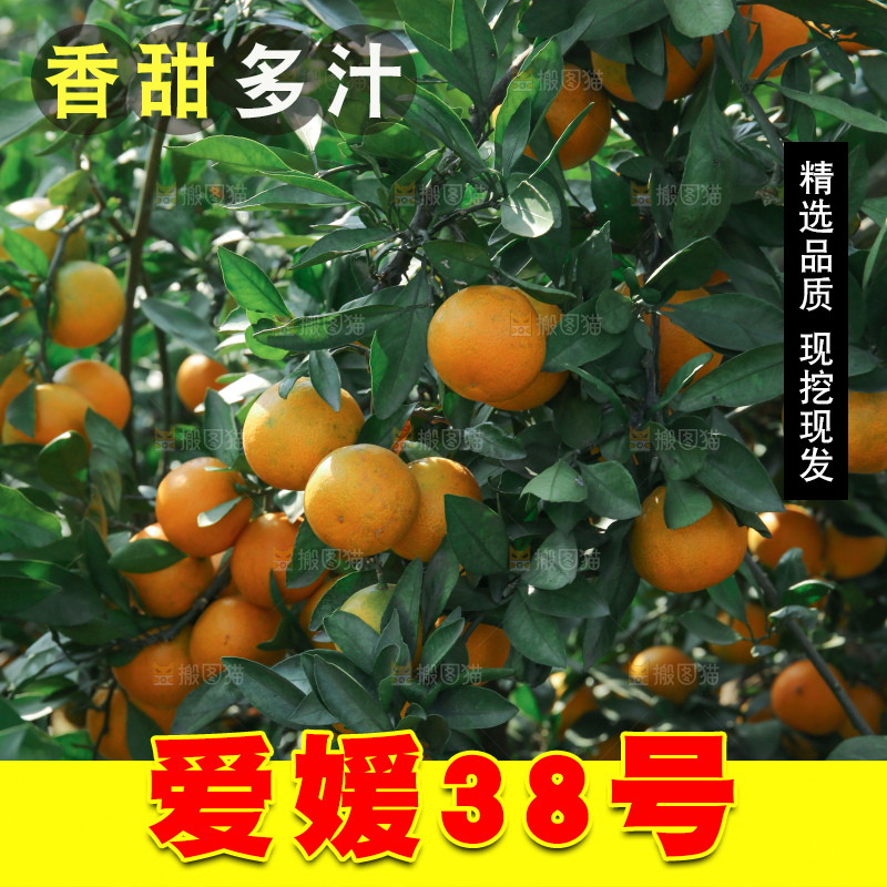 爱媛果冻橙