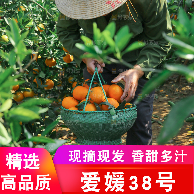 爱媛果冻橙