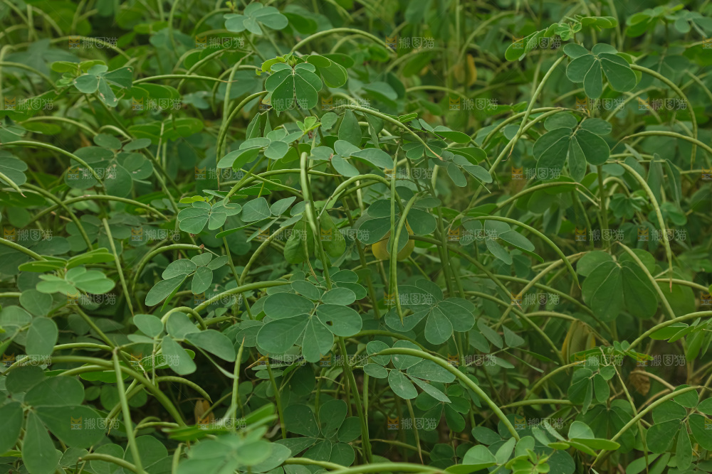 决明子产地