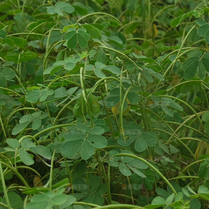 决明子产地