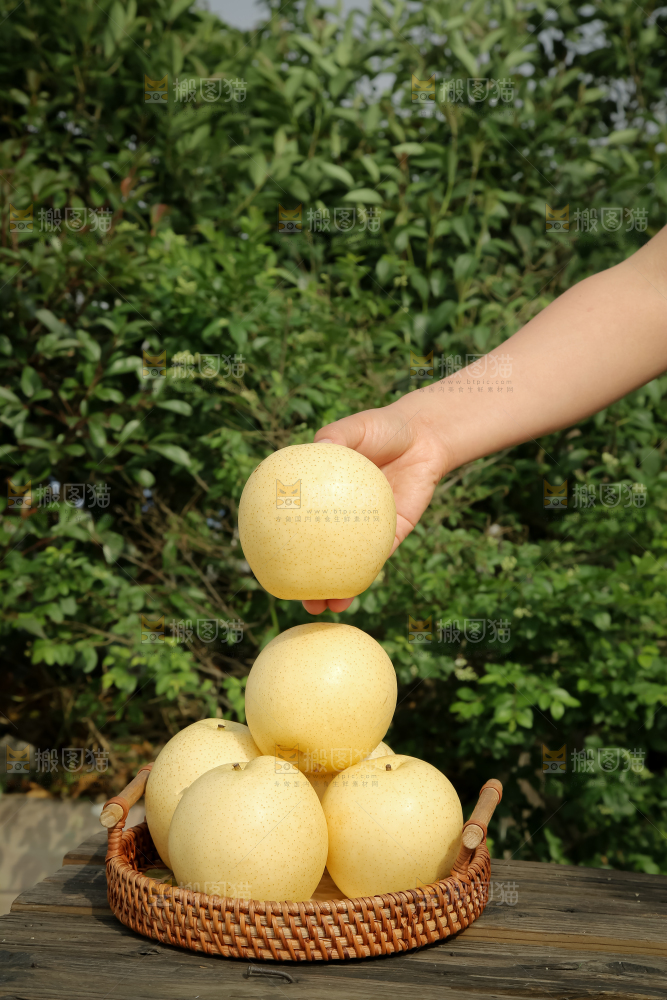 皇冠梨