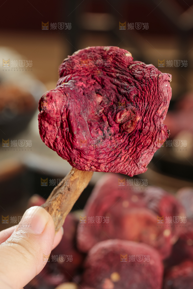 红菇