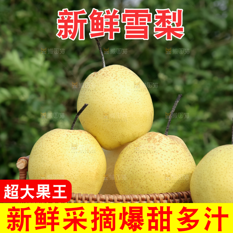 雪梨