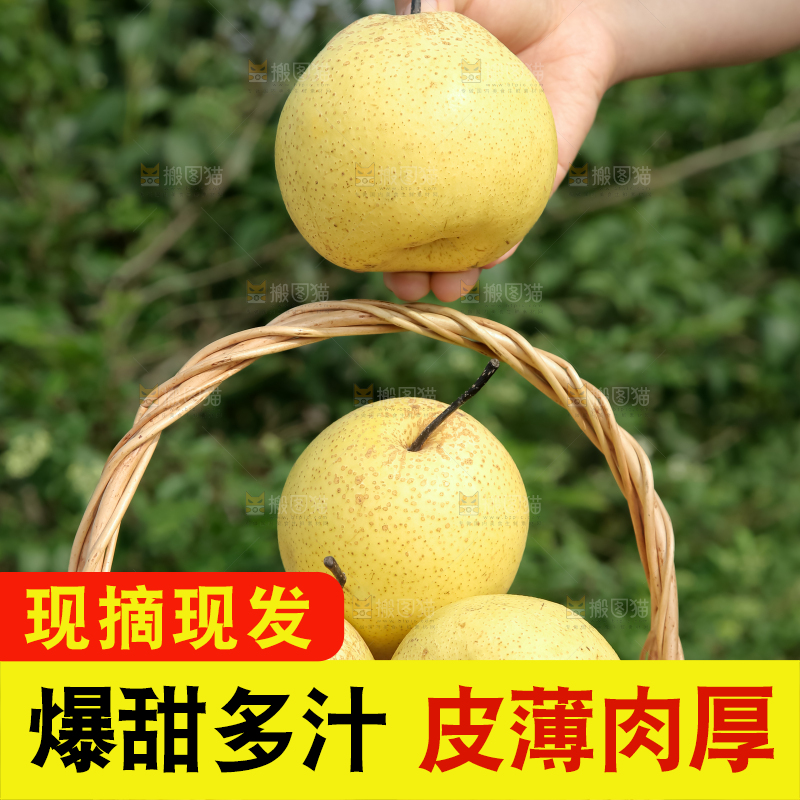 雪梨
