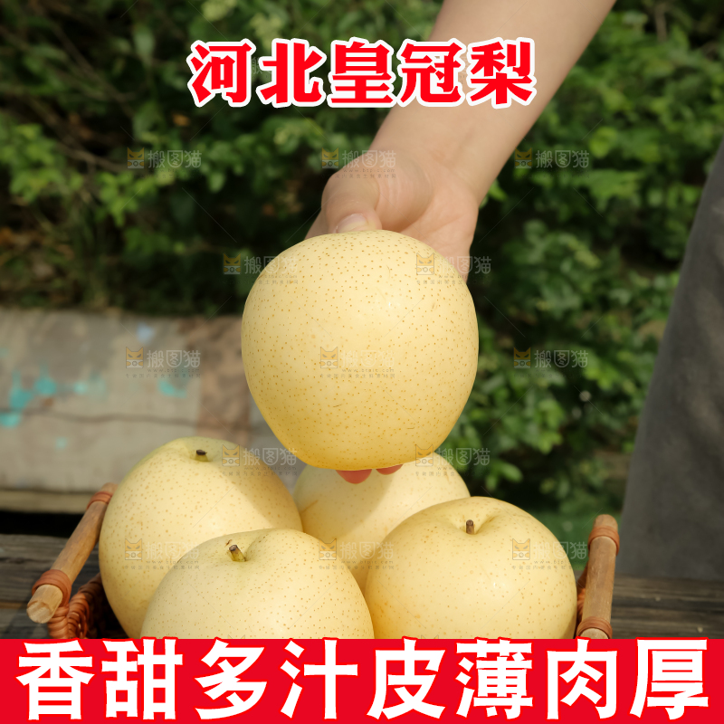 皇冠梨