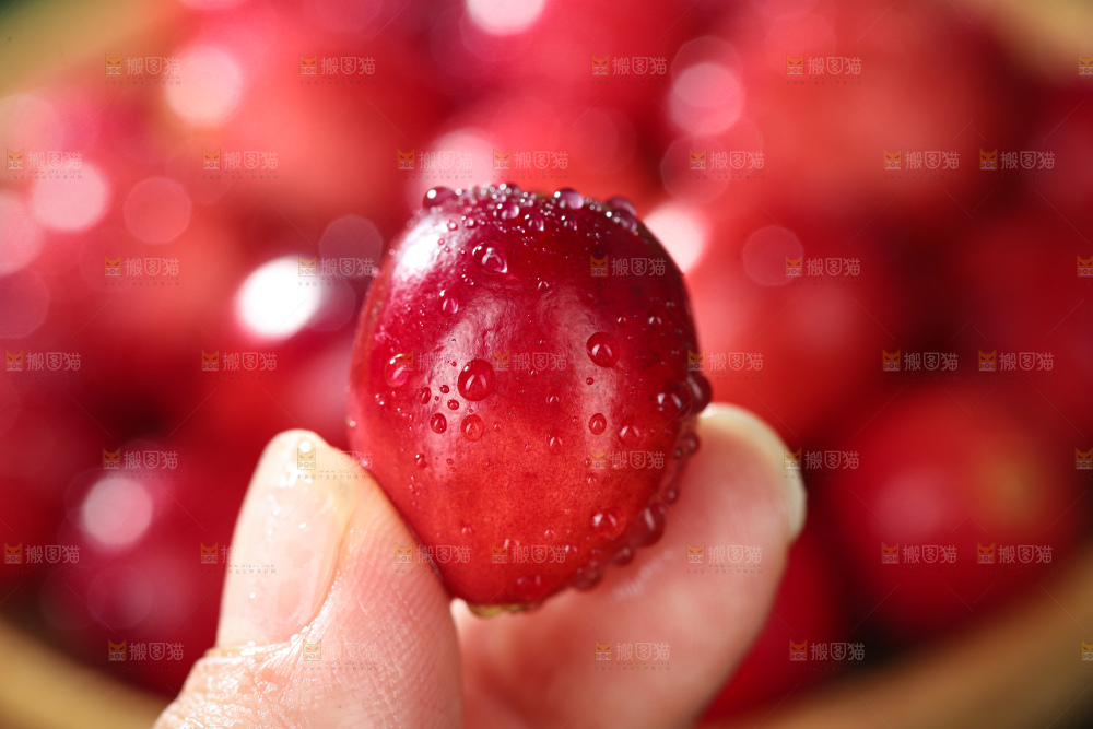 蔓越莓