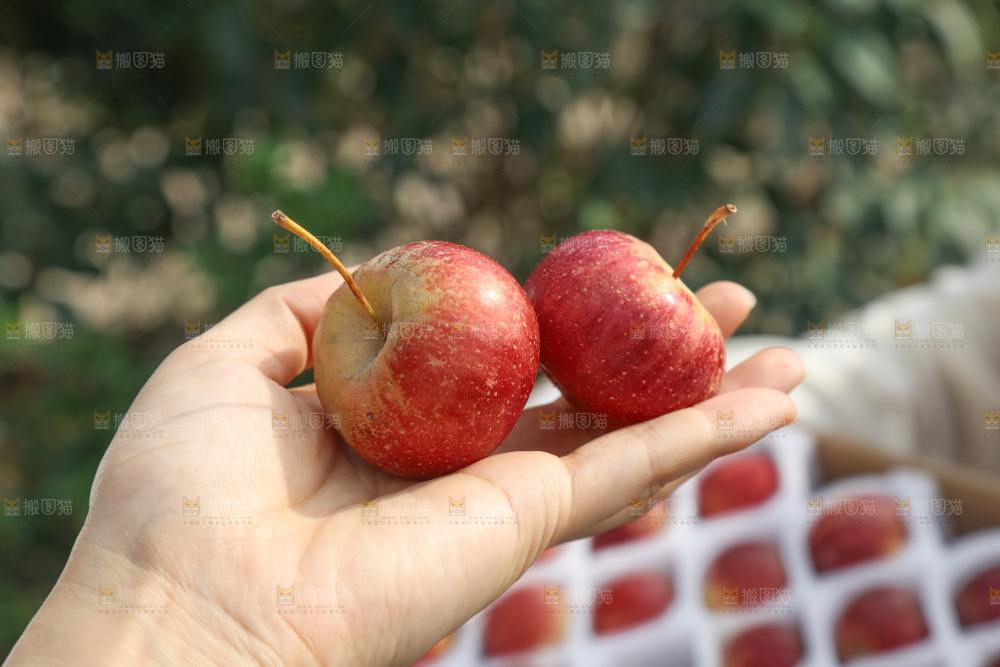 龙丰果