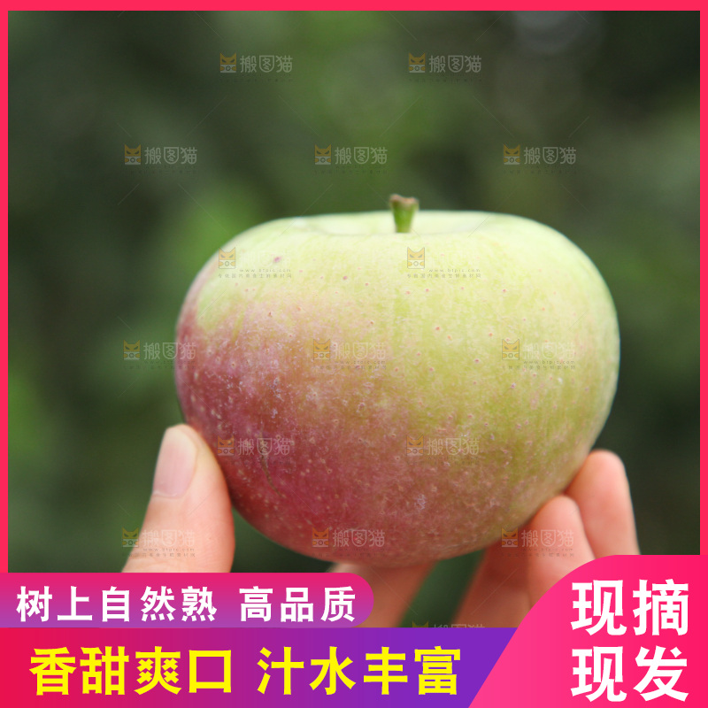 国光苹果