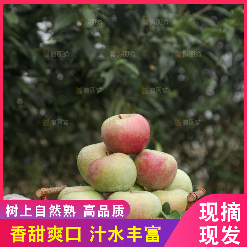 国光苹果