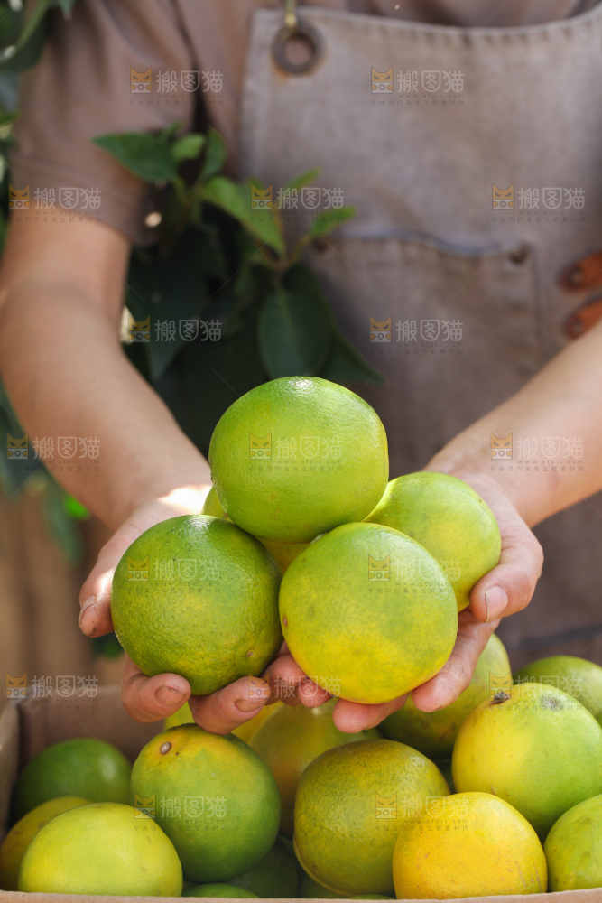 皇帝柑