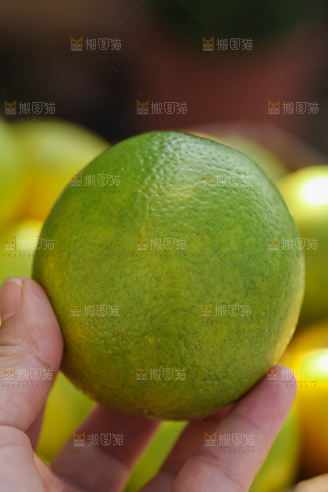 皇帝柑