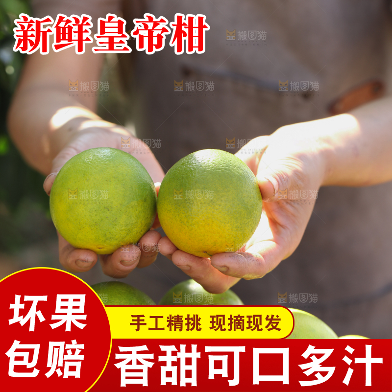 皇帝柑