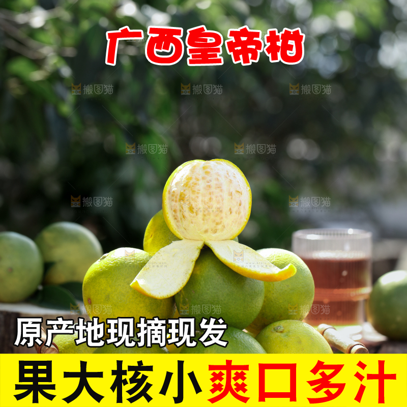 皇帝柑