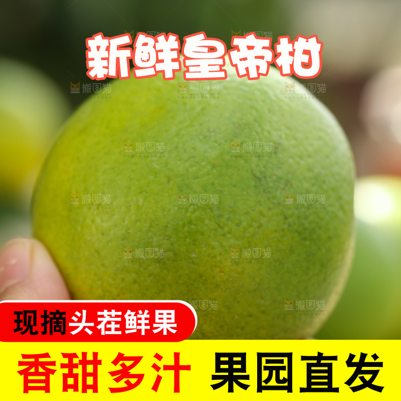 皇帝柑