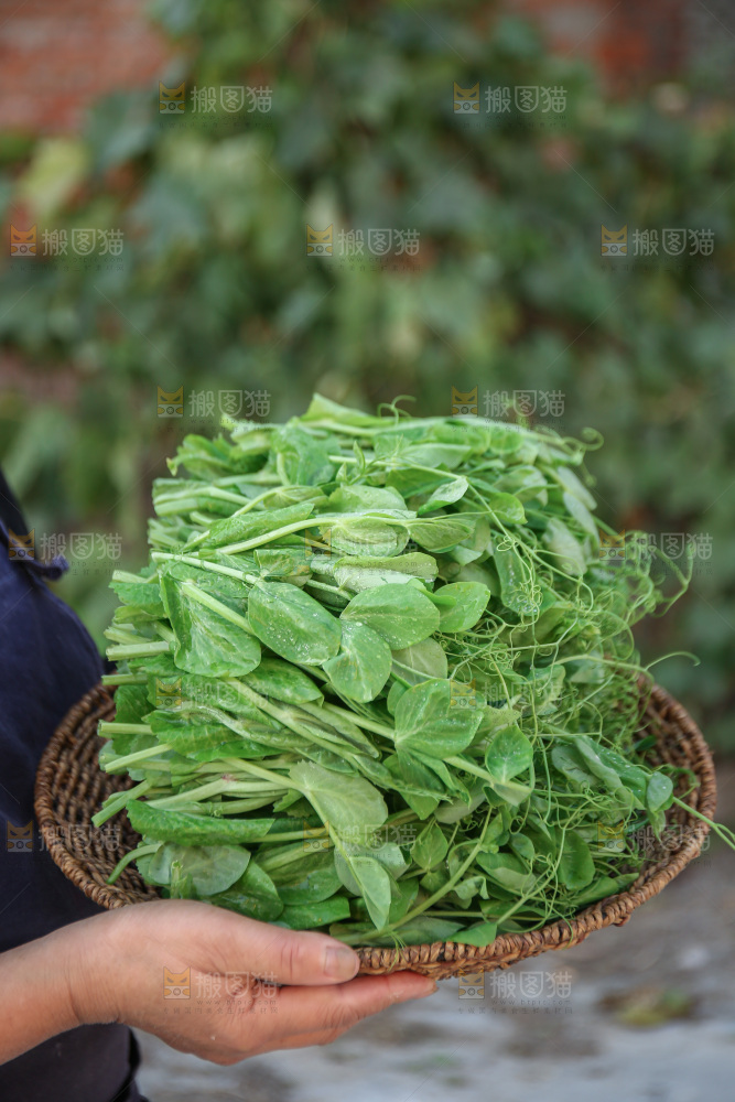 豌豆尖