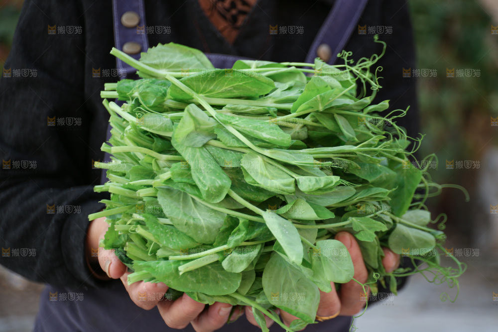 豌豆尖