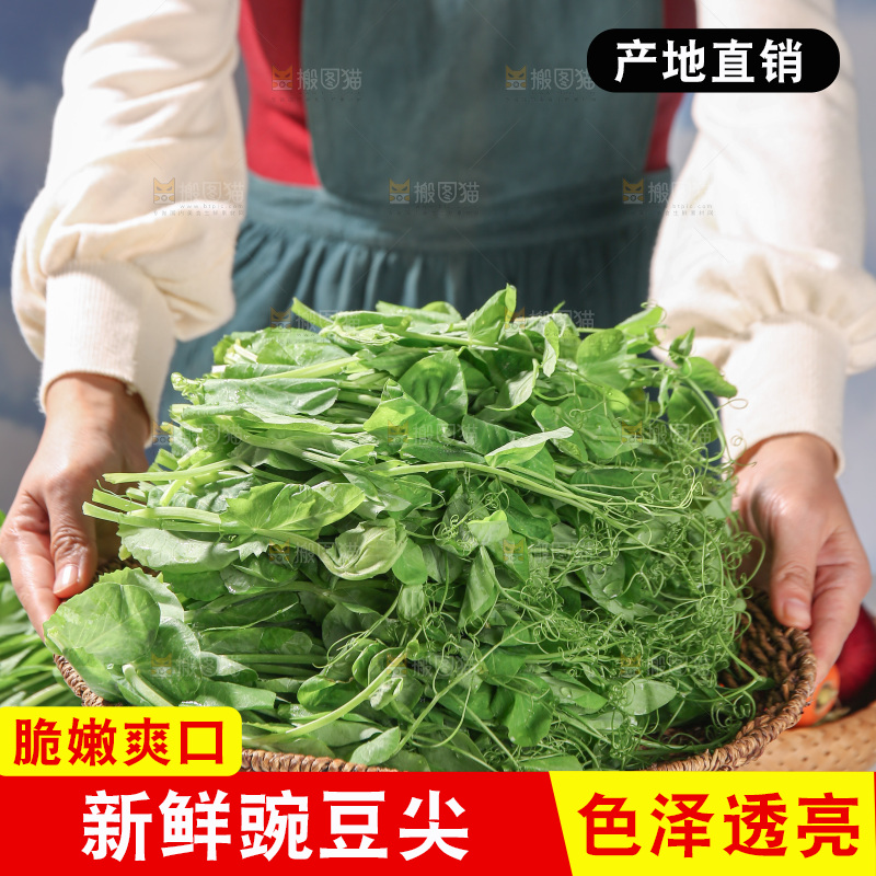 豌豆尖