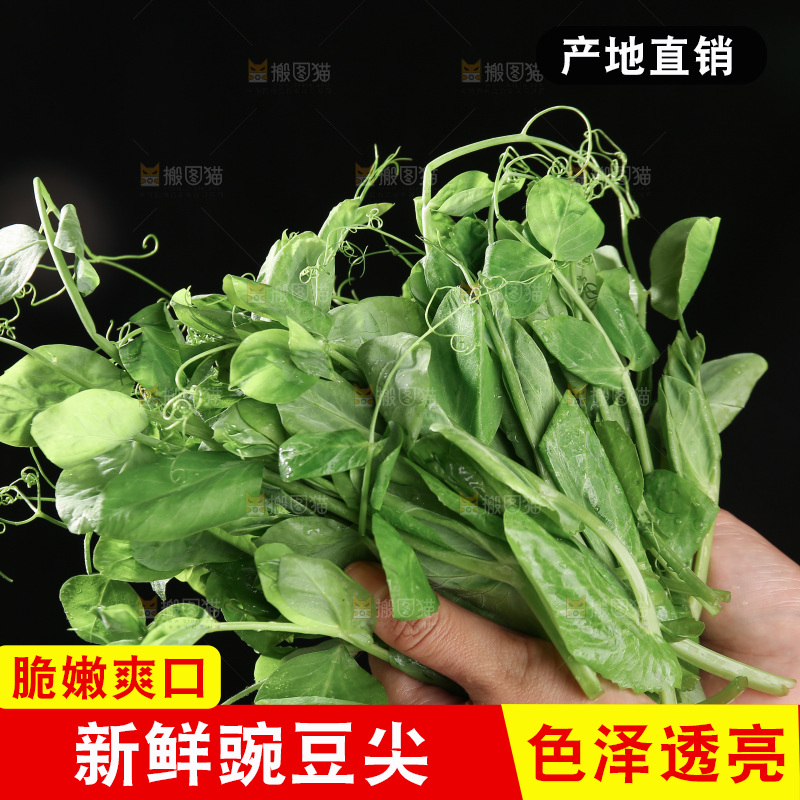 豌豆尖