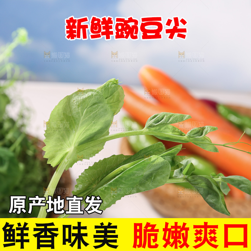 豌豆尖