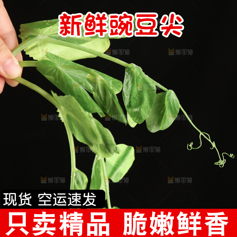 豌豆尖