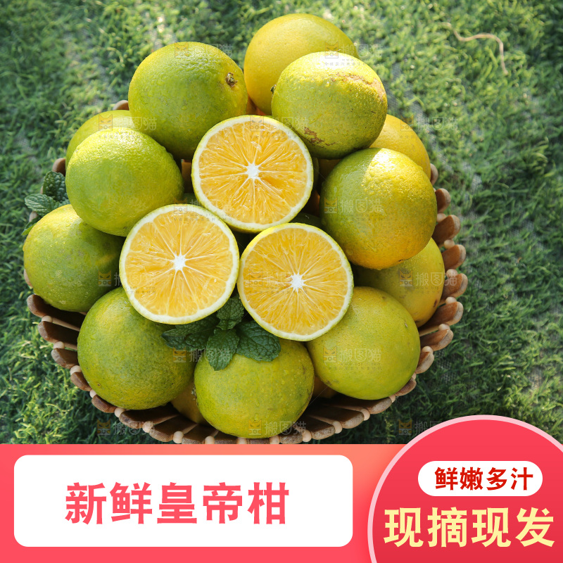 皇帝柑