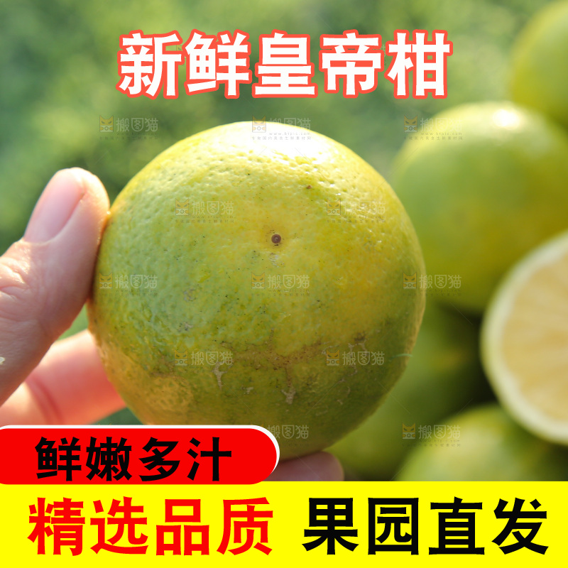 皇帝柑