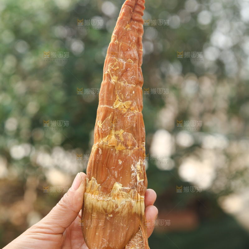 龙笋干