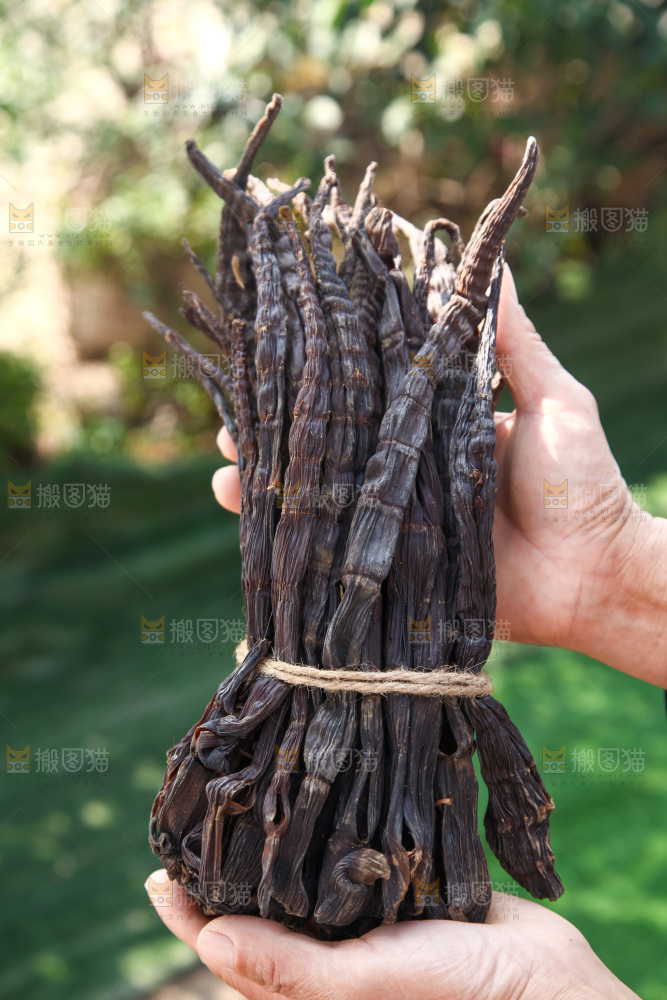 牛尾笋