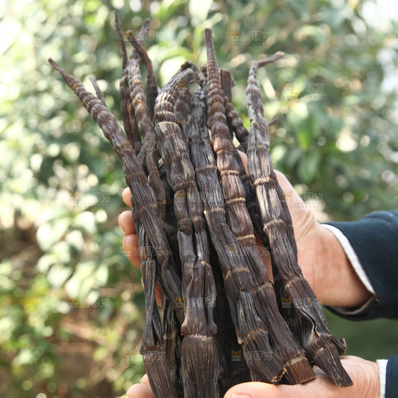 牛尾笋