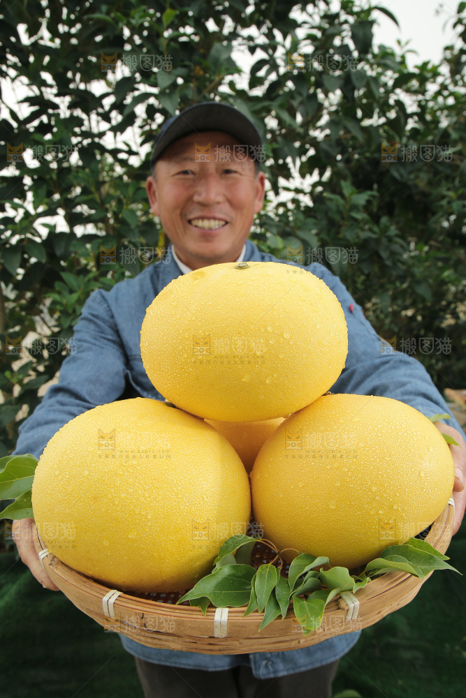 玉环文旦柚
