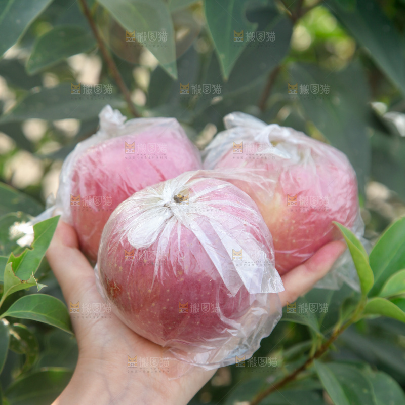 膜袋苹果