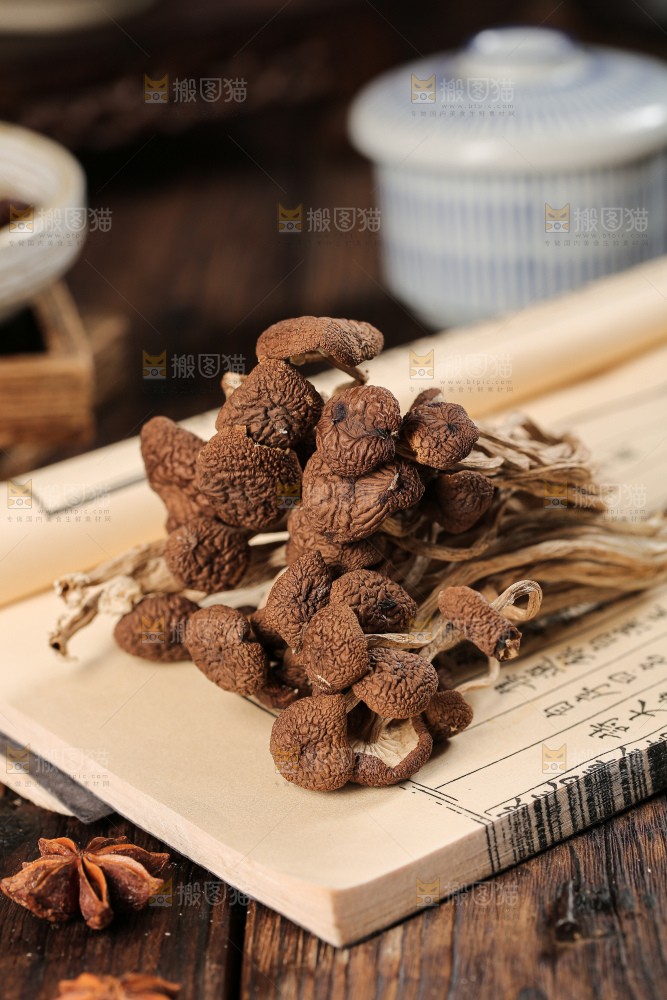 茶树菇