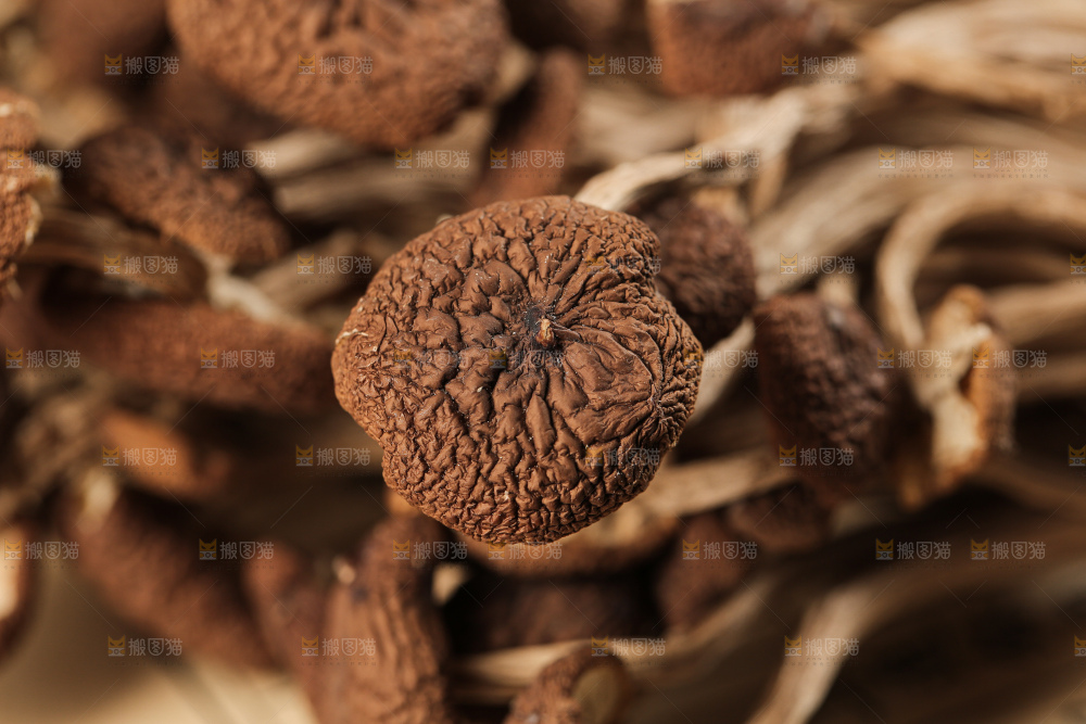 茶树菇