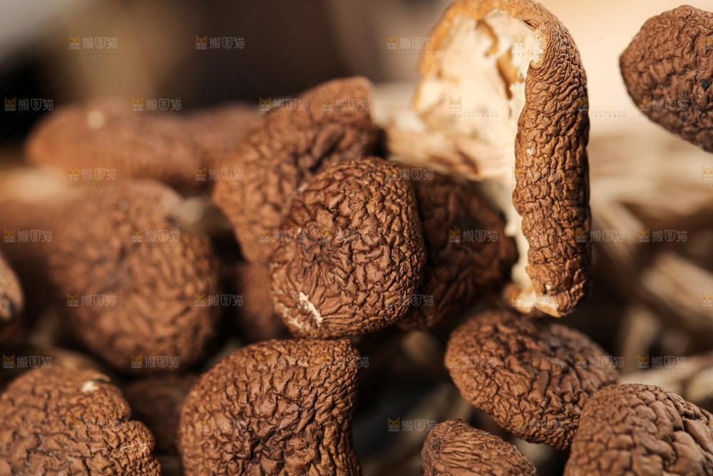 茶树菇