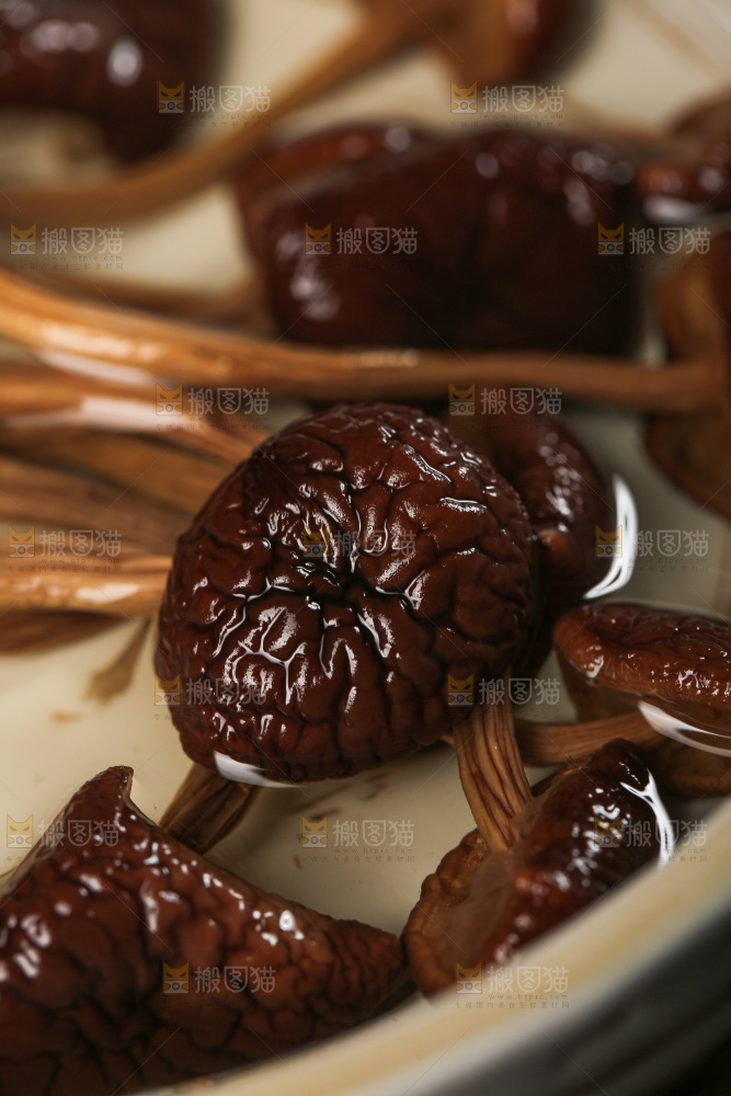 茶树菇