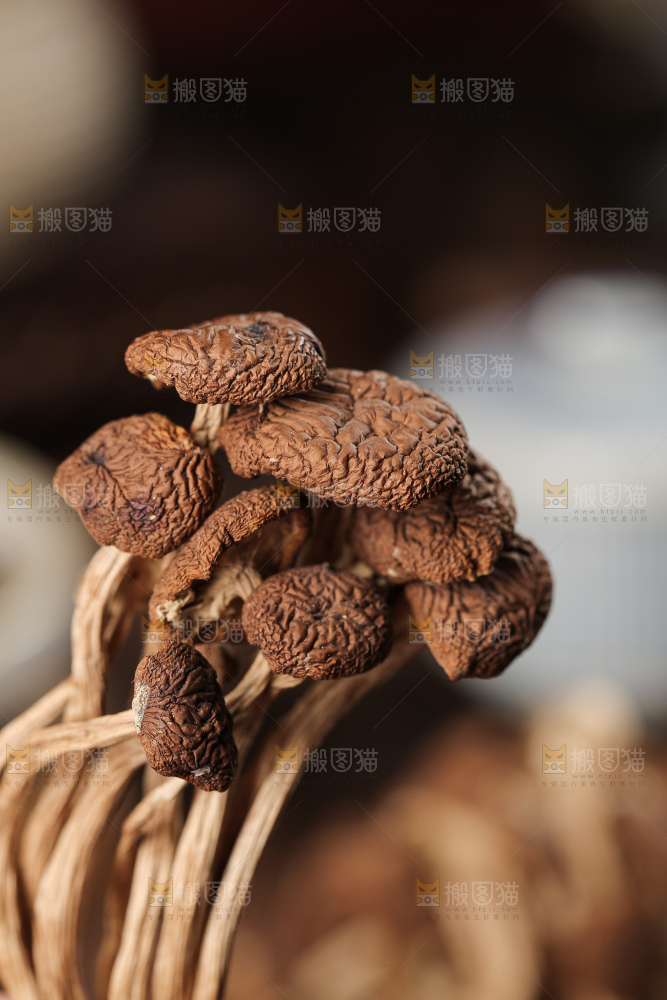 茶树菇
