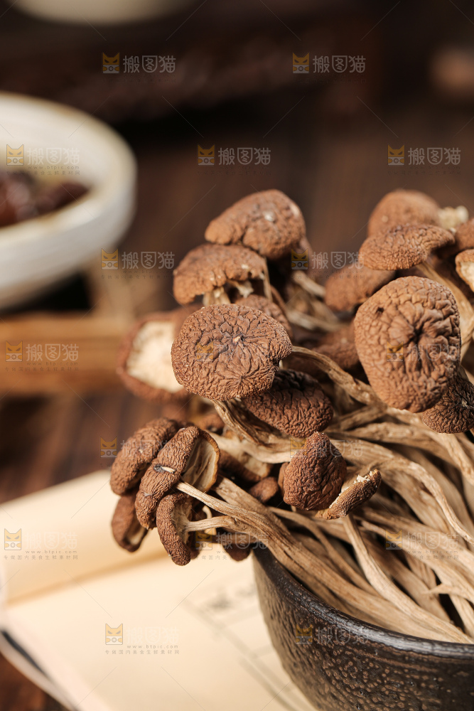 茶树菇