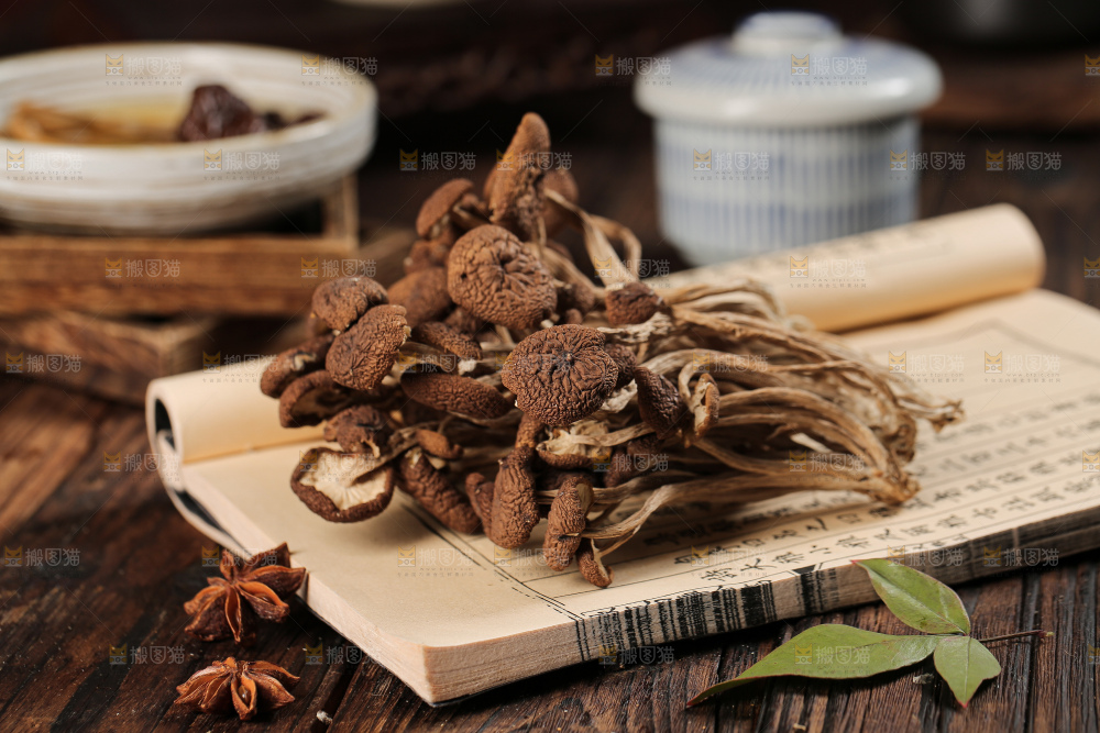 茶树菇