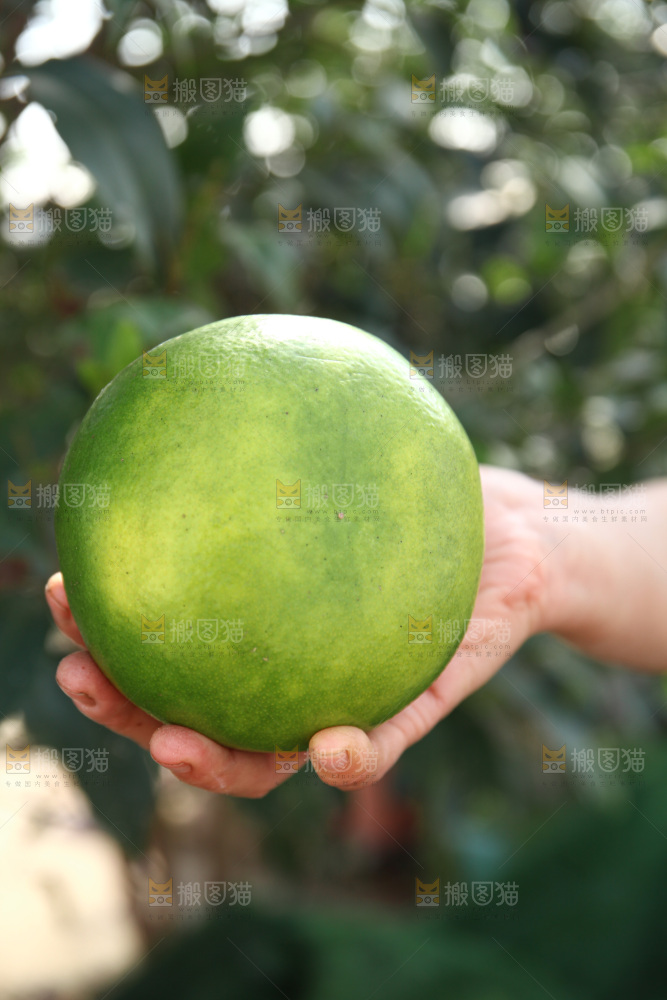 翡翠葡萄柚